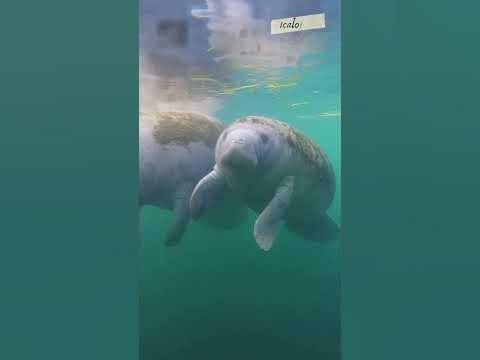 Perbedaan Dugong Dan Manatee #shorts #Dugong #Manatee - YouTube