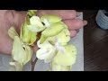 Размножаю орхидею. Очень интересный способ из одного цветоноса 5 деток.