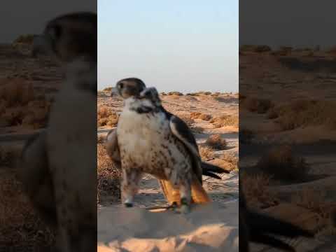 الصقر صقر الكرامه خير من لقمة العيش عيش صقر