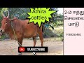 இரண்டாம் ஈத்து செவலை சினை மாடு @athiracattles4372
