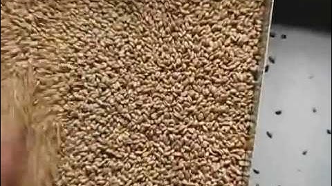 TAIHO CCD Wheat Color Sorter / Sorting Machine-Email: smarthonesty@yahoo.com