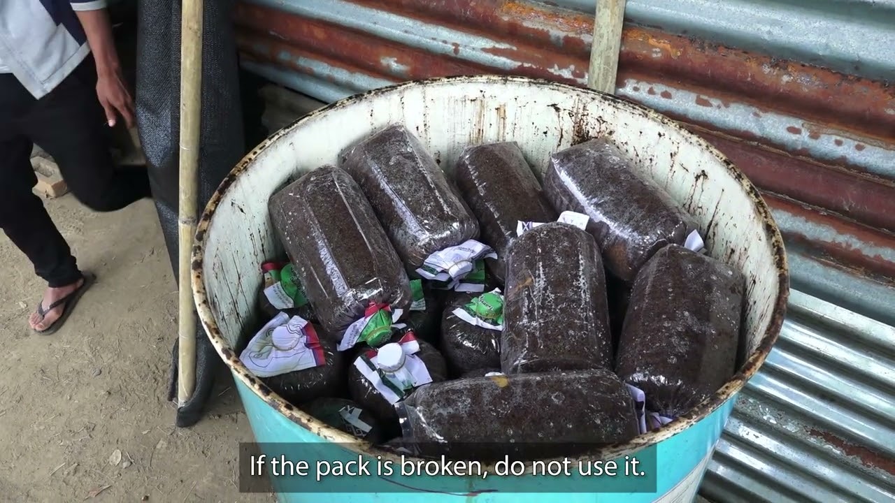 SA4D-MFT မှိုစိုက်ပျိုးနည်း