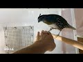 If you think your quails are tame then watch this