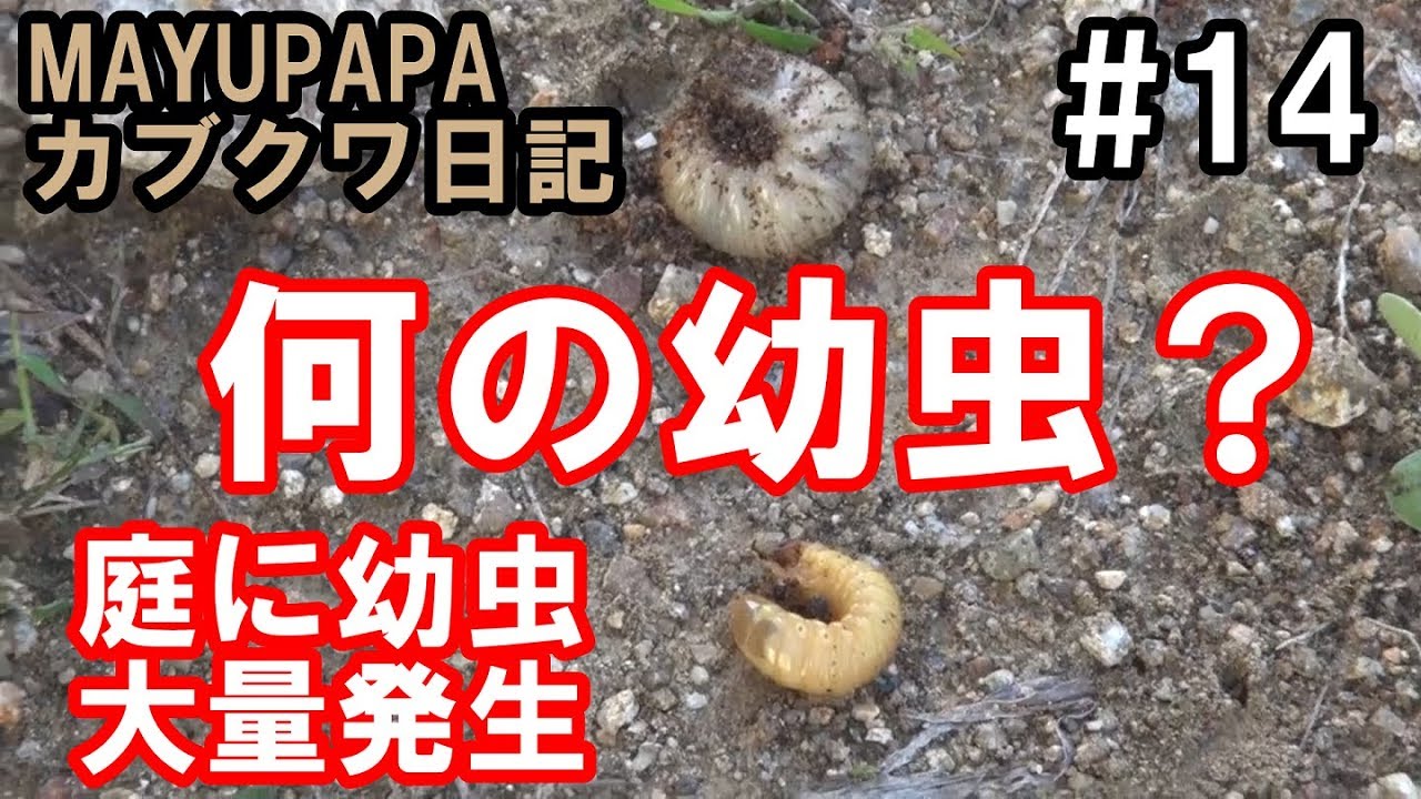 カブトムシ クワガタ 何の幼虫 庭の家庭菜園で謎の幼虫大量発掘 Mayupapaのカブクワ生活 14 Youtube