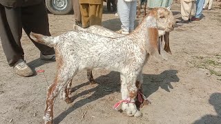 Madrasa bakra Mandi pakistan bacchon wali bakriyan Ajmal TV Hasilpur 03086171529