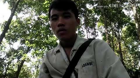 Qhia tshuab poj qaib seev thiab sim seb lau qaib puas qua.