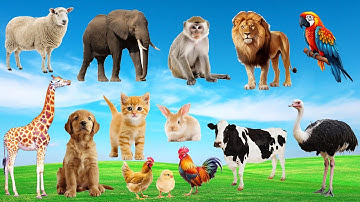 🔥 Âm Thanh Động Vật Quen Thuộc – Tiếng Kêu của Voi, Khỉ, Vịt, Bò, Chó, Trâu, Gà, Heo, Cừu, Mèo .. 🎶