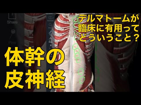 【体幹の皮神経】デルマトームが臨床に有用ってどういうこと？