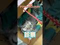 帰ってきたら宙吊りになってた10歳のアフリカオオコノハズクが動物病院にやってきた!