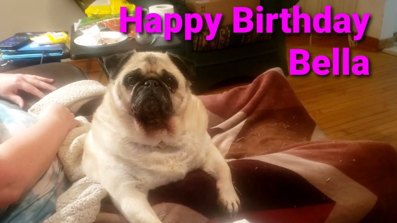 🎂🎂9th Birthday for Bella the Pug🎁🎁
