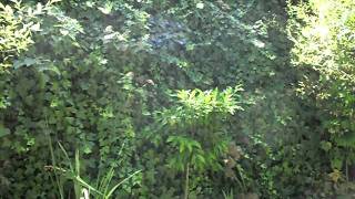 SAM_1276.AVI casadelaida.com tu casa