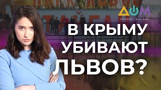 Тревожные новости из крымского зоопарка: двое львов погибли – подробности в блоге