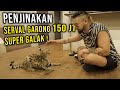 GARONG BANGET !! PENJINAKAN KUCING SERVAL TERGALAK DIMULAI !