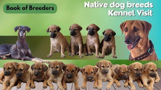 Best Rajapalayam Dog Kennel in tamilnadu | Puppies for sale | pet sales |  Low price coimbatore by Book of breeders 1,415 views 7 months ago 10 minutes, 39 seconds