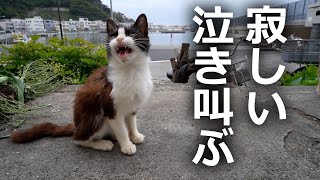 子猫がどこまでもどこまでも付いてくるその結果…