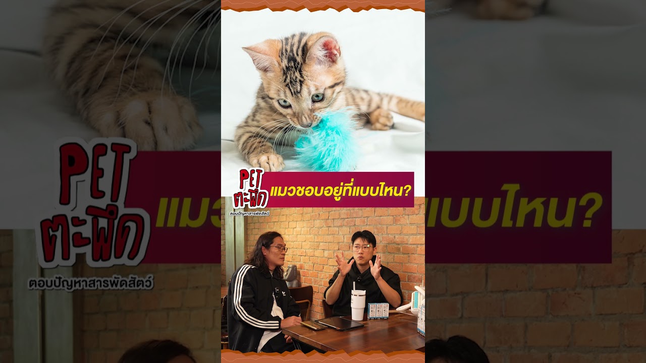 "ที่อยู่ของแมว"ต้องอยู่แบบไหน??!