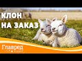 В Китае можно сделать клона на заказ