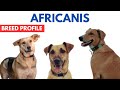 Africanis dog breed profile history  price  traits  africanis dog grooming needs  lifespan