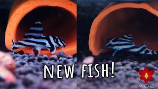 I got 2 new Zebra Pleco fish & it didn't go well! ‍