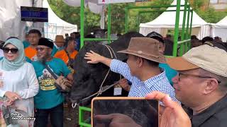 PECAH REKOR DOGLAS TERJUAL 500jt, jadi Sapi QURBAN presiden terpilih 🔥