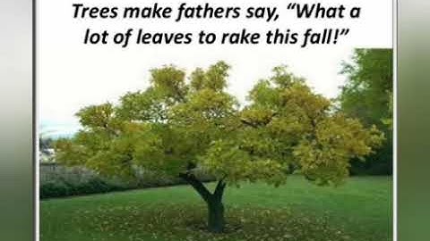 MLZS JHANSI CLASS 7 English Literature Poem Tree Lecture 1