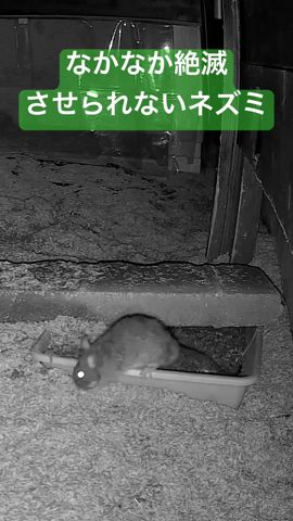 やっと大きなネズミを捕獲して驅除できました!!怒りのネズミ捕獲