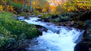 4k UHD Landscape of Clear Stream Flowing. Water Sounds, Mountain Stream, White Noise for Sleeping.