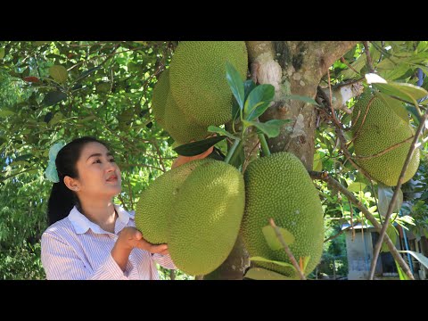 Ripe Jackfruit Dessert Recipes