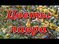 Цветы лавра/ Laurel blooms