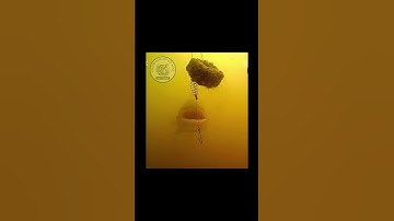 Cá mè ăn mồi dưới nước #fishing #câucávàkhámphá #shorts