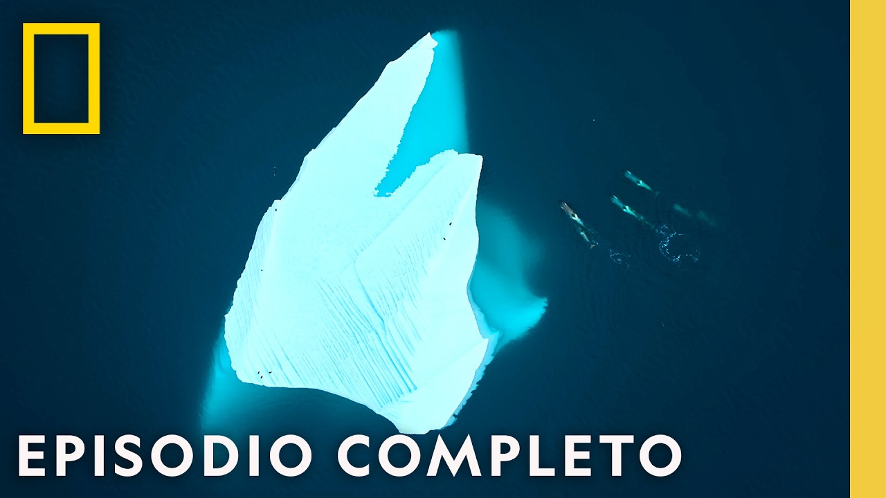 En Casa en El Confin de La Tierra (Episodio Completo) | Viajes Increíbles de Animales | Nat Geo