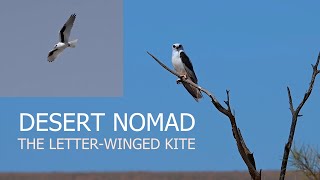 AUSTRALIAN BIRDS. SEARCHING FOR THE LETTER WINGED KITE IN QUEENSLANDS REMOTE OUTBACK.TIM SIGGS ABM.
The letter-winged Kite (Elanus scriptus)
#Letterwingedkite
#australianbirds
#raptors
#raptor
#elanus
The Letter-winged Kite is an iconic Australian Raptor that lives in remote desert areas.
There is so much that is unique about this bird and it’s status is almost mythical among birders.
The fact that they hunt nocturnally is in itself fascinating and they are reliant on the Long-haired Rat population as their main diet. This desert species (Rattus villosissimus ) have a ‘boom-bust cycle and in the boom years, the Kites breed in loose colonies, often along dry creek beds. Following these successful years, the rat population often crashes and leaves the Kites searching for food.
Unfortunately, many Kites starve to death and their numbers plummet. Feral cats are also a big threat to their survival as they predate on the eggs and nestlings. Some colonies have been wiped out by these introduced predators.
My own personal quest to find and film this species has spanned 2 decades. It’s a long way out to the deserts and the conditions have been poor on my first few visits. Ironically, there were a pair only 1.5 hours from Brisbane in the late 90’s but I had the desire to see these birds in their Outback environment and passed on this opportunity.
After all, it was the only Australian Raptor I had not filmed.
Back then, there was no internet where information is shared and the best thing we had was general localities from trip reports. Conditions change rapidly out there and by the time one could get to the location, the birds may have moved on.
This short documentary represents my 4th attempt to find them and I am grateful to Laurie Ross ( Tracks Birding and Photography Tours ) for putting me in the right area. The outback is unthinkably vast and it’s a big advantage to know approximately where to look.
I do hope to find a colony one day and to learn more about this special bird.
The beauty of any venture Out west is that one invariably finds a range of not only birds but all kinds of Fauna including some wonderful Reptiles. AUSTRALIAN BIRDS. SEARCHING FOR THE LETTER WINGED KITE IN QUEENSLANDS REMOTE OUTBACK.TIM SIGGS ABM.
