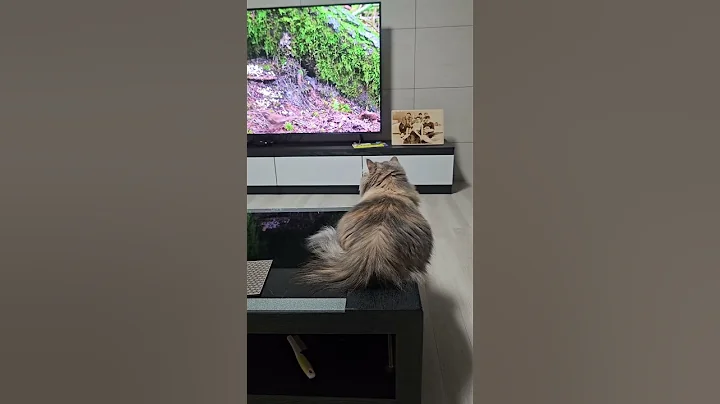 Video 11248901: munchkincat munchkins, munchkin cat cutecat kittens, munchkin kitten pets cats, munchkin cute kitten pets