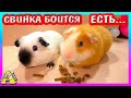 Алиса Счастлива  / Вкусная Посылка / Умка Боится Еды... / Alisa Easy Pets