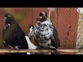 Ярмарка голубей в Самаре (1 часть)