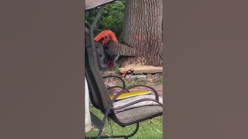 He Thought the Tree Would Fall Safely… Physics Had Other Plans! 🌲💥#shorts #viralshort  #memoxai #ai