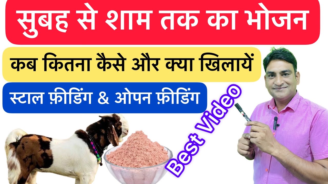 सुबह से शाम तक भोजन की दिनचर्या  , Daily Food Timing in  Goat Farming II Nisar Indian II NLM Scheme