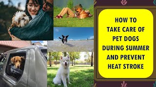 ⁣Take care of Pet Dogs during Summer and Prevent Heat Stroke