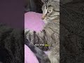 #catsofyoutube #cuteanimal #cutecat #cat