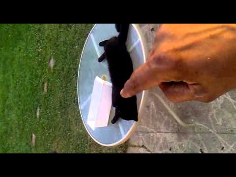 cat-scare-prank-turn-up-the-sound