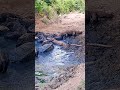 Komodo Dragons Being Attacked A Big Buffalo