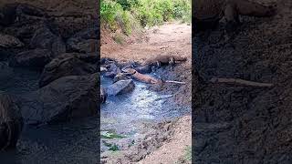 Komodo Dragons Being Attacked A Big Buffalo