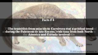 Miacoidea Top # 10 Facts