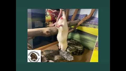 Carpet Python Feeding!🐁