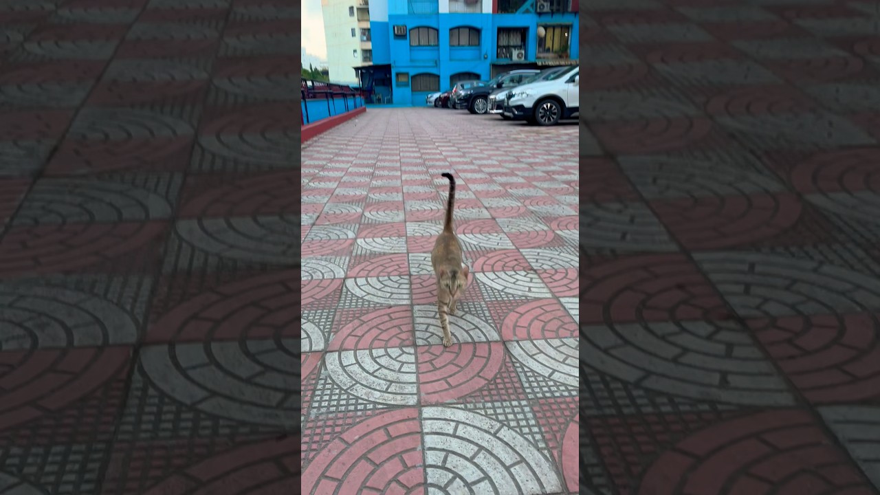 Video thumbnail: Such cute innocence ❤️ #animallover #innocent #loveanimals #catlover