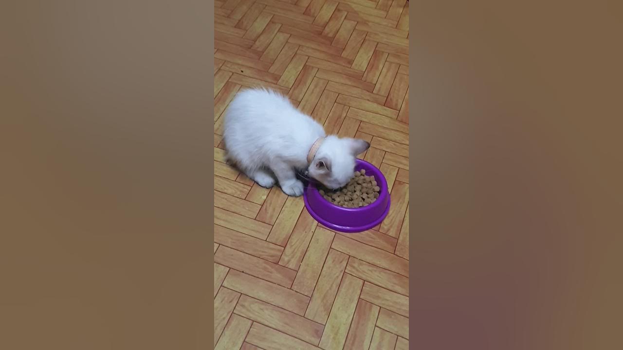 cat-eats-dog-food-youtube