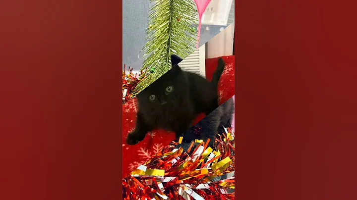 Watch the video about Black persian kitten 🐈🖤😘