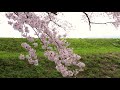 馬渡川の桜  (ドローン編 2 ) - Goyu