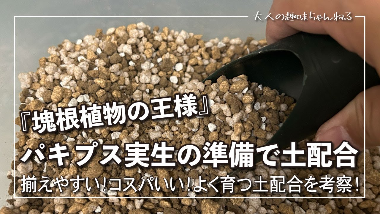 パキプス実生】揃えやすい！コスパいい！よく育つ土配合を考察！ - YouTube