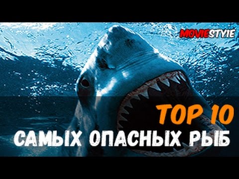 Топ 10 самых опасных рыб в мире